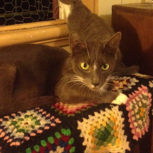 Pandora **I am at PetStock Oxley**