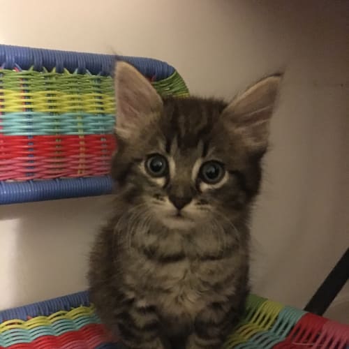 Oscar