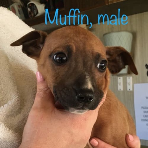 Muffin