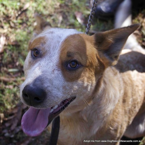 Arlo ~ red cattle dog x ~ 1yo (on trial 7/07/17