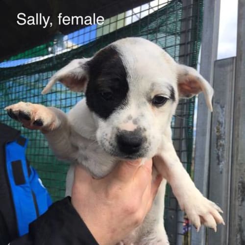 Sally