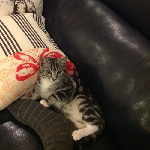 Sheldon