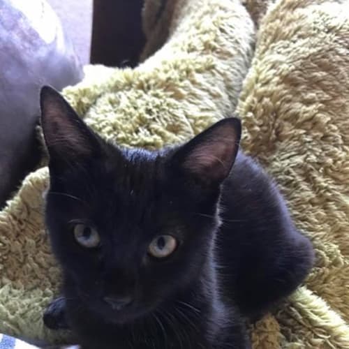 Juno *Adoption Pending*