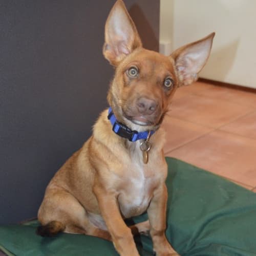 Yoda (D3529) 