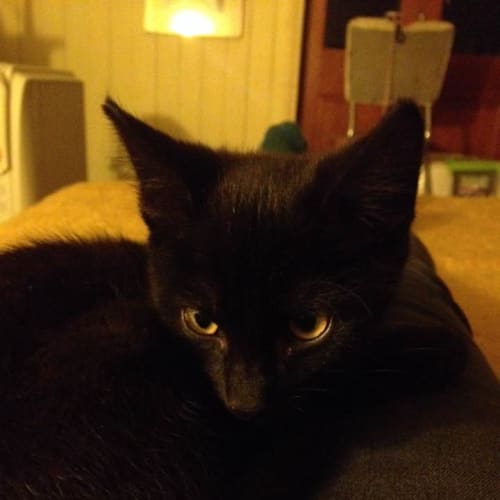 Poseidon **Adoption Pending**
