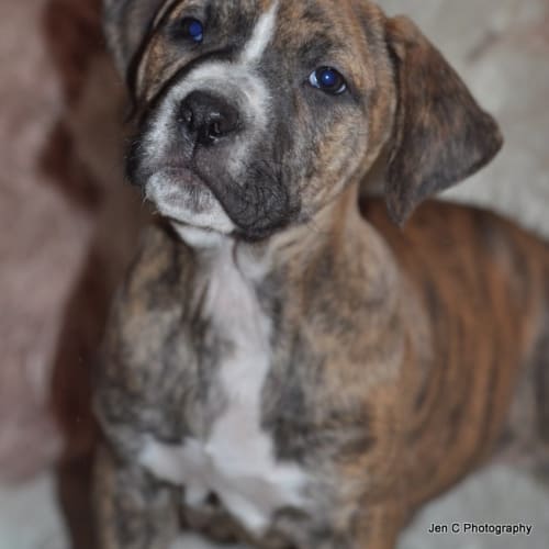 Jasper ** An Adorable Natured Pup **