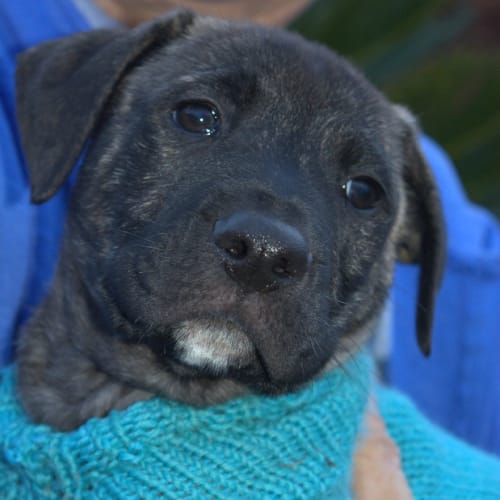 Bentley "The gentle soul"