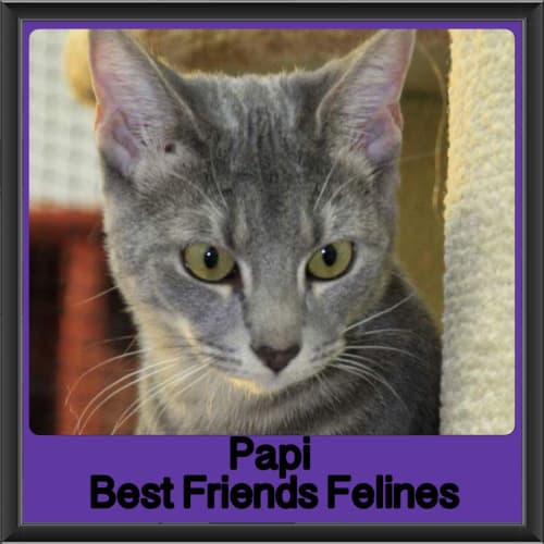 Papi