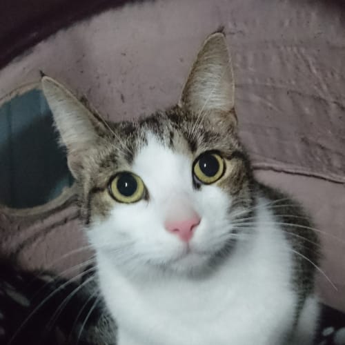 Koda