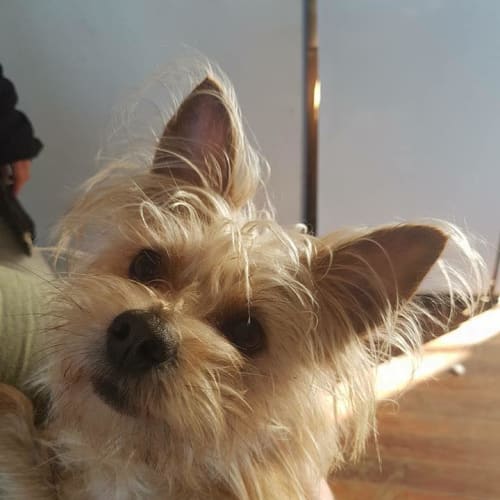 Chloe (adoption pending)