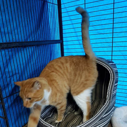 Lilly @ The Pet House, Tuggerah