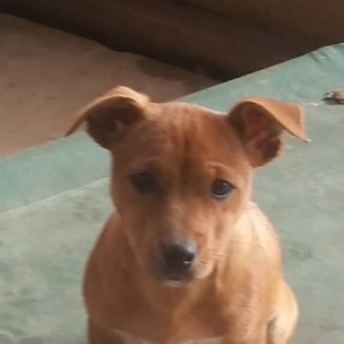 Daisy 