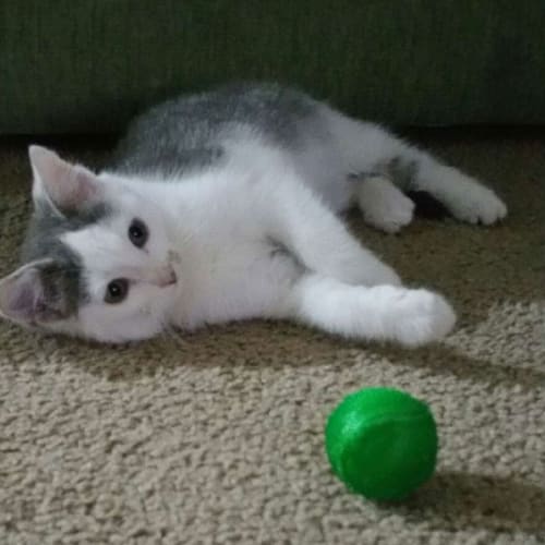 Chance 😻 Friendly little kitten 