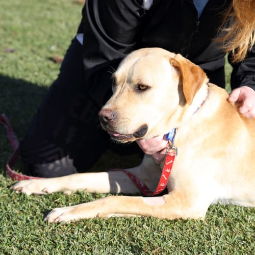 Ned ~ Labrador X (on trial 18/7/2017)