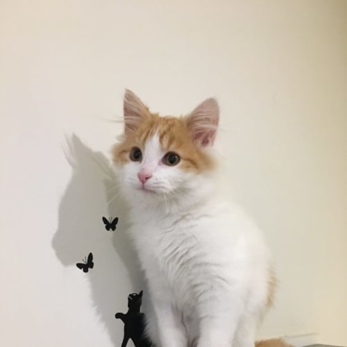 Ron