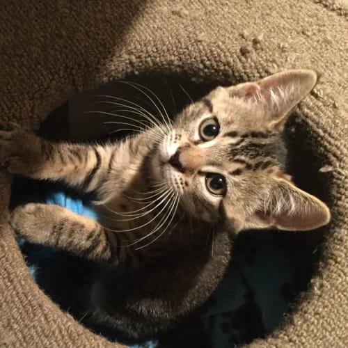 Blitzen