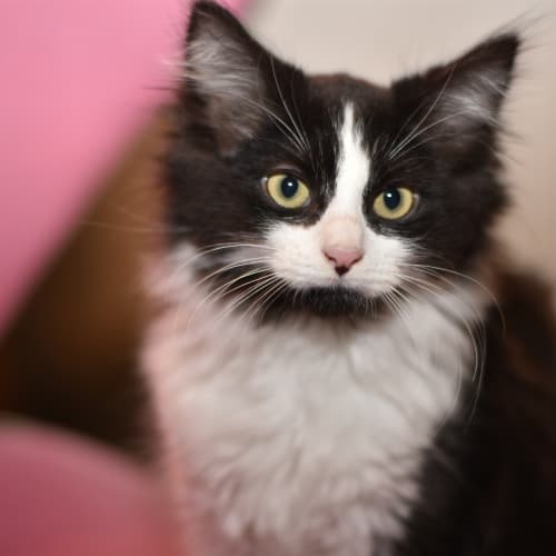 Brady **2nd Chance Cat Rescue**