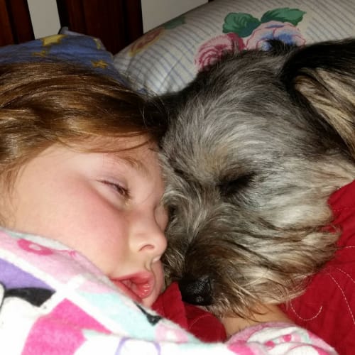 Aurora ~ Schnauzer X (On trial 9/7/17)