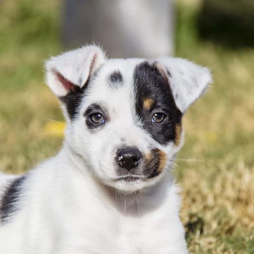 Memphis ~ Cattle x Kelpie puppy (On Trial 16/7/17)