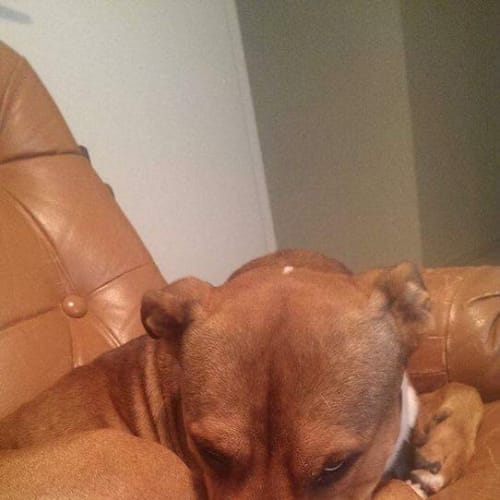 Buzz *pet of the month $150*