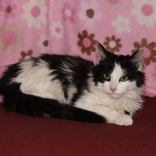 Pom Pom *2nd Chance Cat Rescue*
