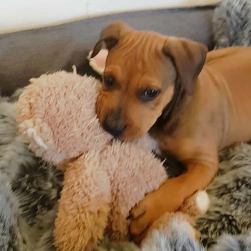 Floyd ~ gorgeous Rotti x puppy (on trial 28/7/17)