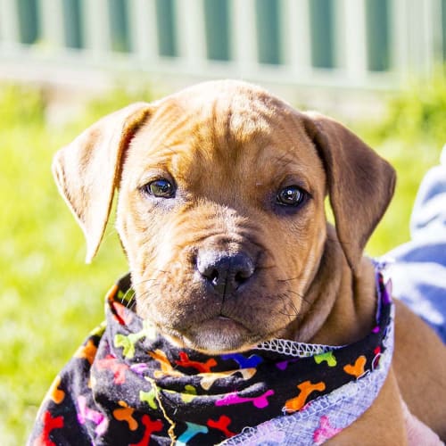 Jefferson ~ cute Rotti x puppy (On Trial 5/8/17)
