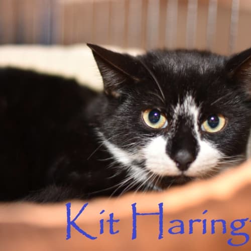 Kit Harington **2nd Chance Cat Rescue**