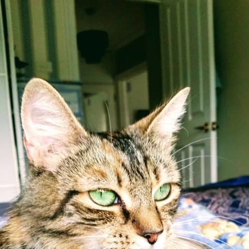 Joy **2nd Chance Cat Rescue**