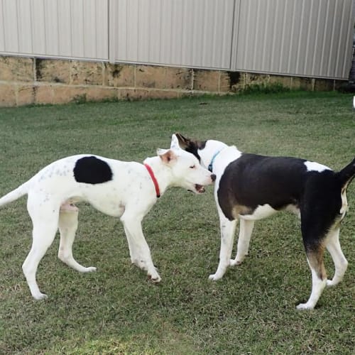 Duke  Adoption Pending