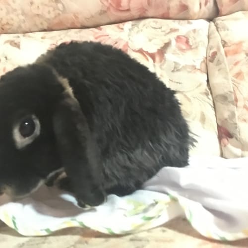 Robbie - special needs bunny 
