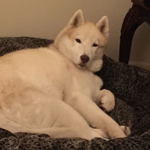 Kimba