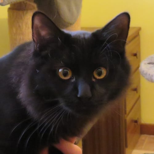 Merlin