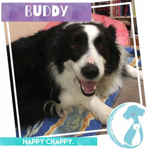 Buddy 