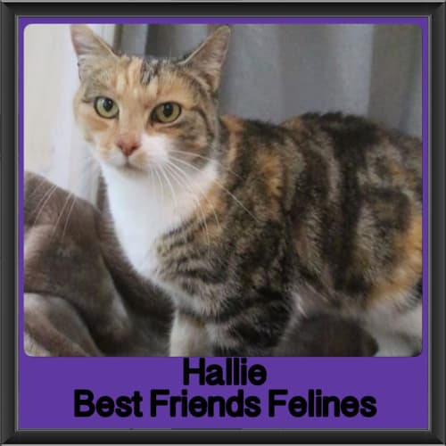 Hallie