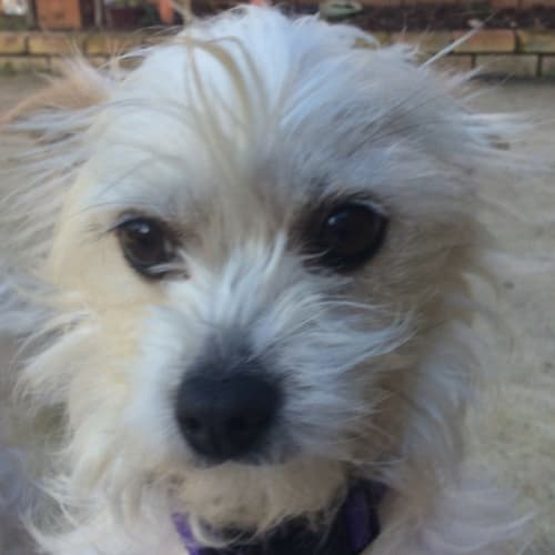 Ivy - Maltese X (on trial 12/7/17)