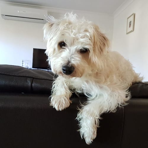 Rupert our affectionate little man
