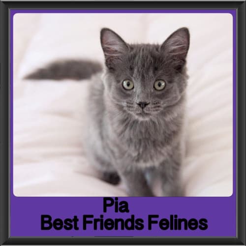 Pia