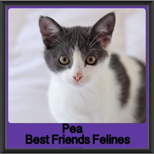 Pea