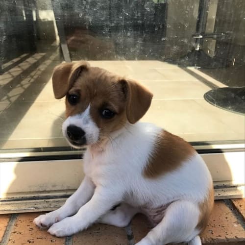Cookie