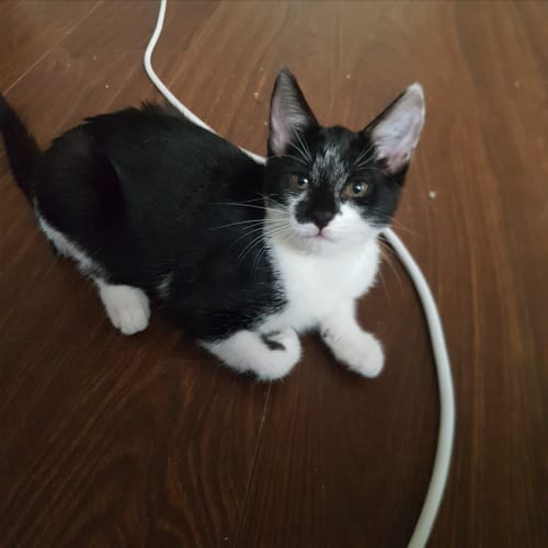 Zoe