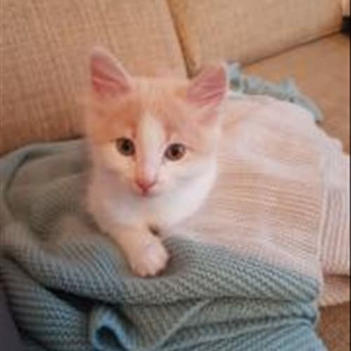 Dorito