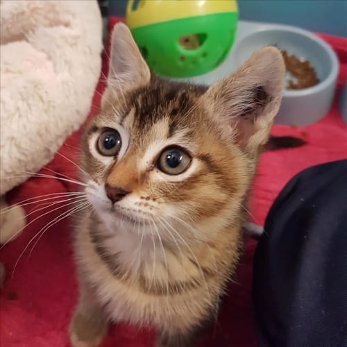 Kimba