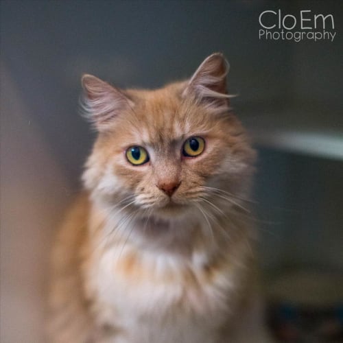 Caramel
