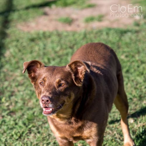 Zena