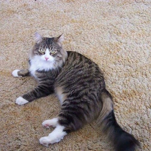 Tigger