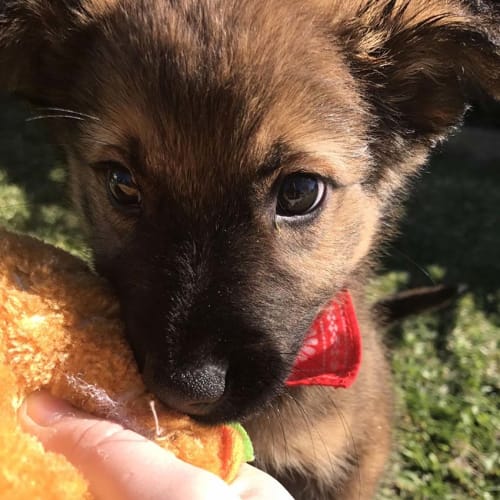 Kobah ~ Kelpie x puppy (on trial 30/7/2017)
