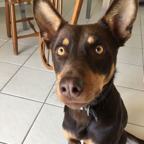 Tico