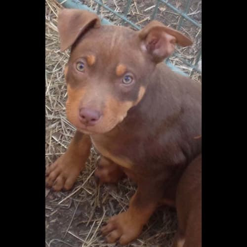 Boof ~ cuddly Kelpie x puppy (26/8/2017)