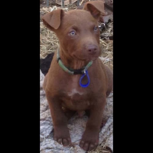 Rocco ~ loving Kelpie x puppy (On Trial 14/8/17)